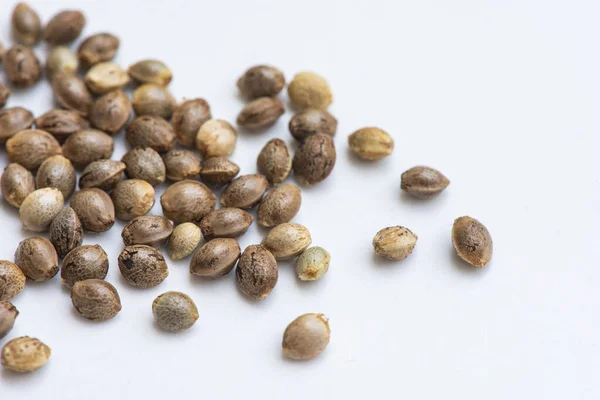 Sementes Cannabis Fundo Branco Close Sementes Cânhamo Para Plantio Agricultura — Fotografia de Stock