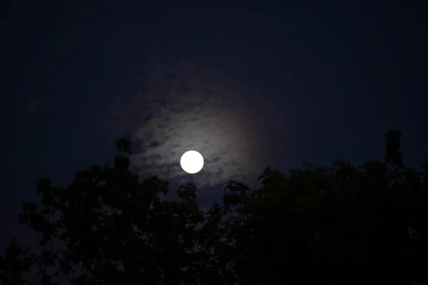 Luna Llena Cielo Nocturno Detrás Silueta Árbol Luna Sobre Luz — Foto de Stock