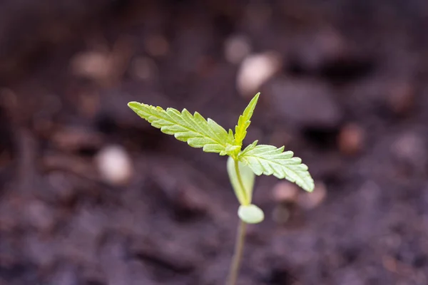 Marijuanafrön Naturlig Liten Grön Hampa Groddar Fröplanta Cannabis Frön Jorden — Stockfoto