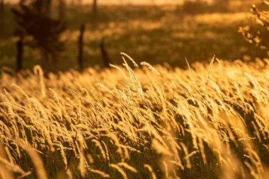 Autumn background, autumn landscape meadow nature field grass yellow sunlight at sunset