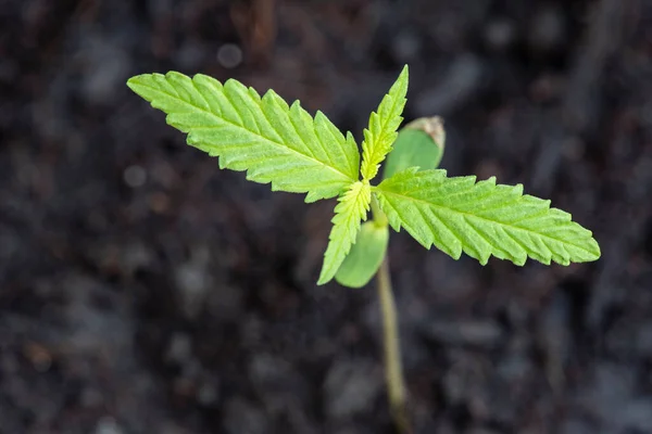 Marijuanafrön Naturlig Liten Grön Hampa Groddar Fröplanta Cannabis Frön Jorden — Stockfoto