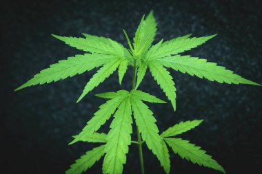 Marihuana tohumu doğal yeşil kenevir filizi tohumu, toprak üzerine kenevir tohumu koyu arkaplan, kenevir tohumu bitkisel ilaç ekmeye yakın.