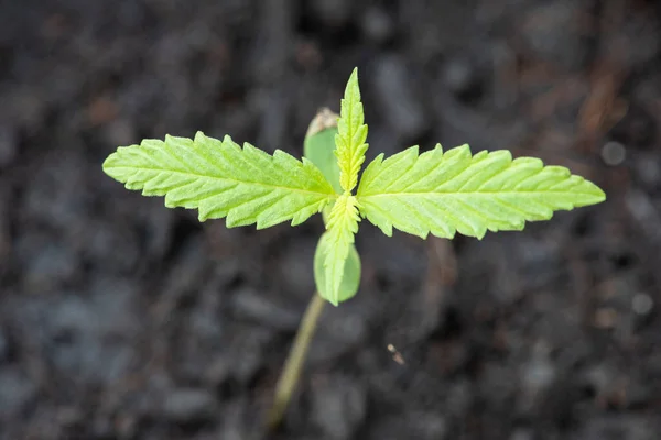 Marijuanafrön Naturlig Liten Grön Hampa Groddar Fröplanta Cannabis Frön Jorden — Stockfoto