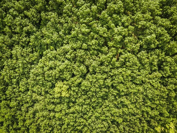 Luchtfoto Bos Boom Milieu Bos Natuur Achtergrond Textuur Van Groene — Stockfoto
