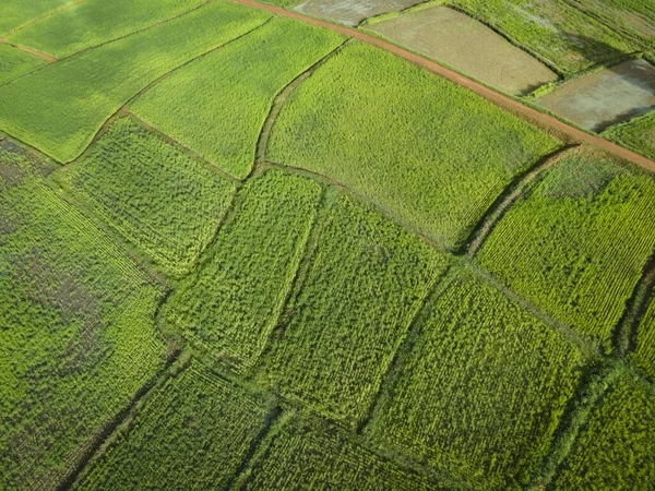 空中ビューフィールド環境森林自然農業農場の背景 上からの緑の木のトップビューの水田の質感 — ストック写真
