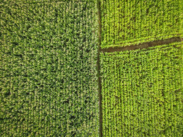 Vista Aérea Campo Ambiente Bosque Naturaleza Agricultura Granja Fondo Textura —  Fotos de Stock