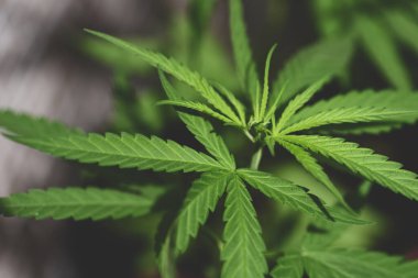 Marihuana, tarlada yetişen kenevir ağacı, tıbbi sağlık hizmetleri için kenevir yaprağı, kenevir yaprağı bırakır.