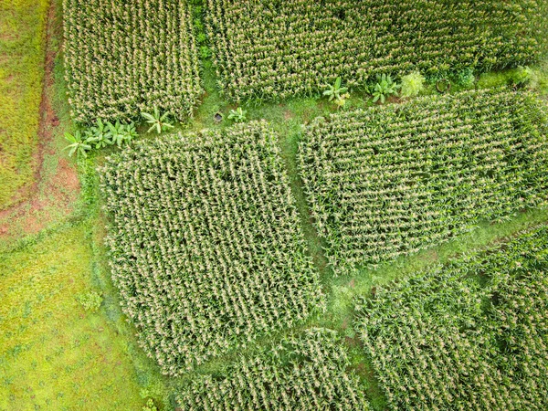 Текстура Зеленого Дерева Сверху Вид Кукурузное Поле Сверху Воздушный Вид — стоковое фото
