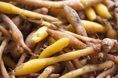 Kaempfer kökü yiyecek ve Tayland veya Çin bitkisel tıp doğası - Diğer adları Fingerroot (Çin Ginger, Galingale, Kaempfer, Boesenbergia rotunda, Krachai )