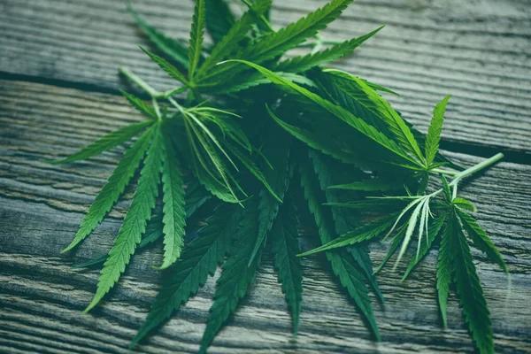 Cannabis Blad Marijuana Lämnar Cannabis Växt Träd Trä Hampa Blad — Stockfoto