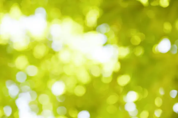 Bokeh Sfocatura Sfondo Ramo Albero Verde Foglia Cielo Luce Del — Foto Stock