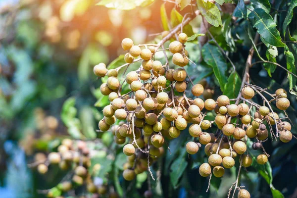 Huertos Longan Frutales Jardín Árbol Longan Frutas Tropicales Tailandia Verano —  Fotos de Stock