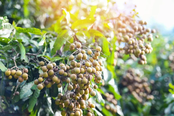 Huertos Longan Frutales Jardín Árbol Longan Frutas Tropicales Tailandia Verano — Foto de Stock