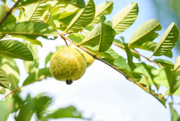 Ripe Tropical Fruit Guava Guava Tree — Stockfoto