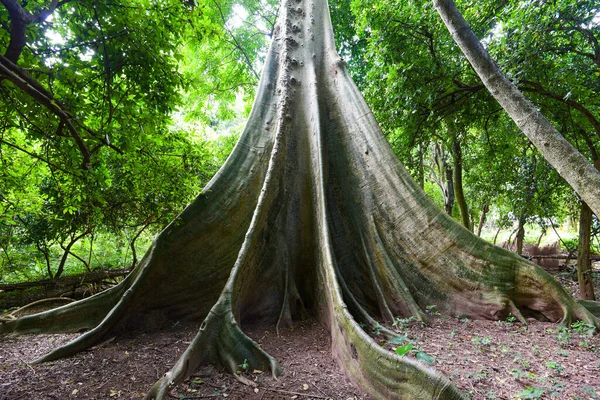 Alter Baum Großer Ficus Albipila Baum Naturwald Großer Baumstamm — Stockfoto