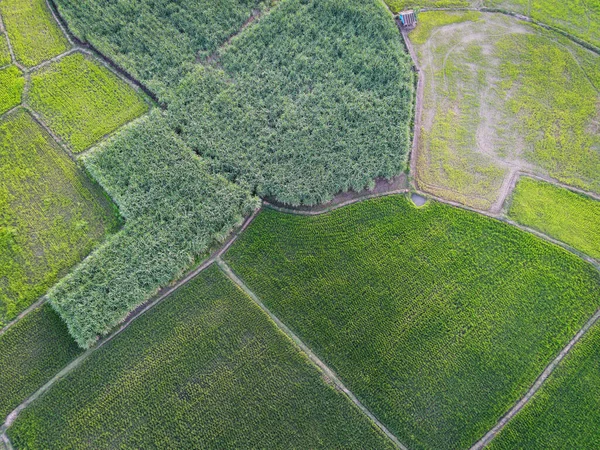 Сельское Хозяйство Задний План Сверху Вид Кукурузное Поле Рисовое Поле — стоковое фото