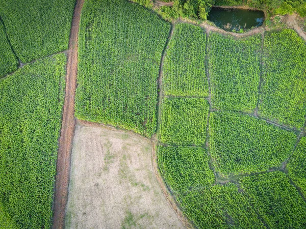 Widok Lotu Ptaka Natura Rolnicze Tło Widok Góry Pola Kukurydzy — Zdjęcie stockowe