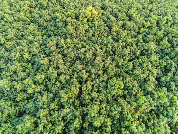 Vista Aerea Foresta Albero Ambiente Foresta Natura Sfondo Texture Verde — Foto Stock