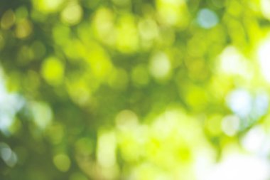 Bokeh Bulanık Arkaplan Ağacı Yeşil Yaprak Gökyüzünde Güneş Işığı Tropikal Orman Ağacı 'nda Yaz Günışığı Yeşil Park' ta