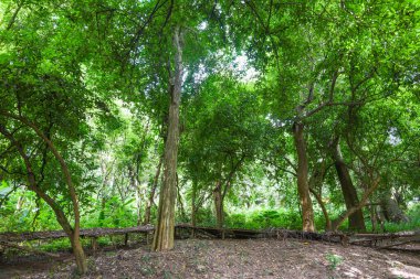 Güneşli günlerde parkların ağaçları orman arka planında, yeşil ağaçlı parkta güzel bir sabah ışığı. 