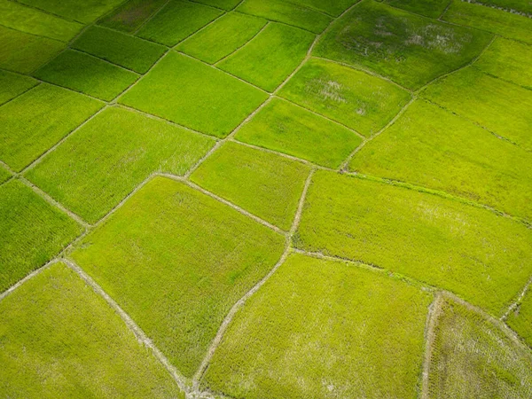 Вид Воздуха Зеленые Рисовые Поля Природные Сельскохозяйственные Угодья Вид Сверху — стоковое фото