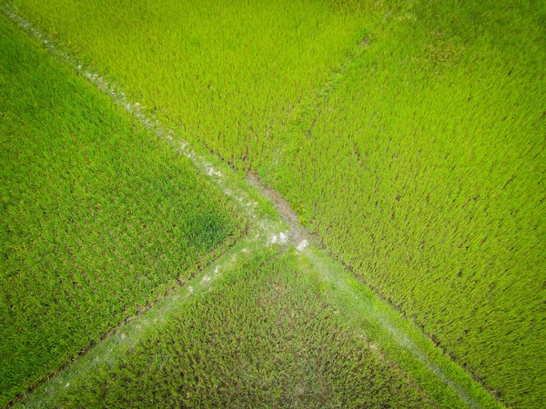 Luftaufnahme Der Grünen Reisfelder Natur Landwirtschaftlichen Bauernhof Hintergrund Draufsicht Reisfeld — Stockfoto