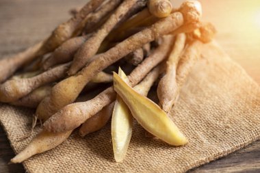 Kaempfer kökü yiyecek ve Tayland veya Çin bitkisel tıp doğası - Diğer adları Fingerroot (Çin Ginger, Galingale, Kaempfer, Boesenbergia rotunda, Krachai )
