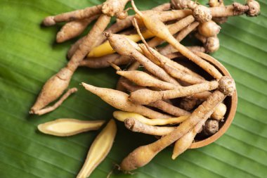 Kaempfer root for food and Thai or Chinese herbal medicine nature - Other names Fingerroot ( Chinese Ginger, Galingale, Kaempfer, Boesenbergia rotunda, Krachai ) clipart
