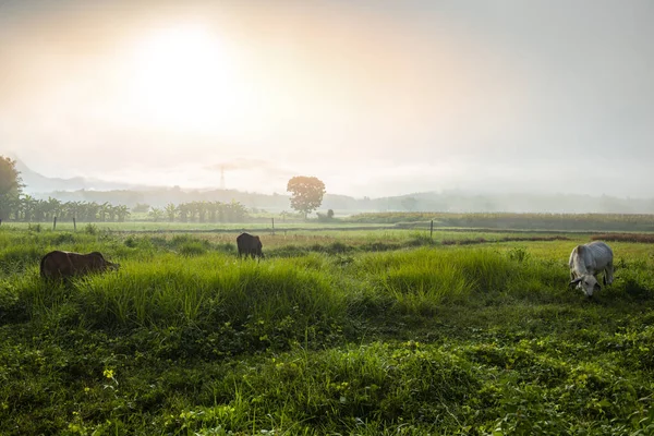 Туманний Пейзаж Зеленому Полі Вранці Природа Туманна Красива Сонячному Туманному — стокове фото