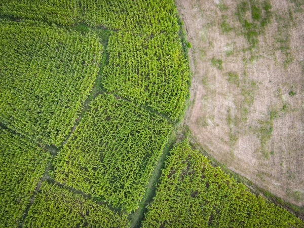 Luftbild Feld Natur Landwirtschaftlicher Bauernhof Hintergrund Draufsicht Maisfeld Von Oben — Stockfoto