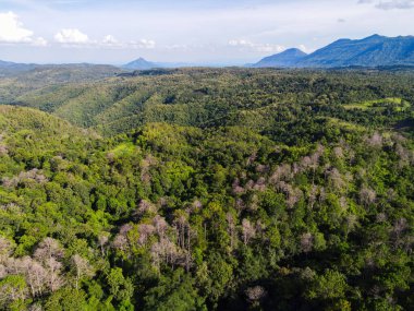 Gökyüzü manzaralı orman ormanı doğa arka planı, yukarıdan yeşil ağaç manzaralı orman dokusu, çam ve bambu ormanları dağ arka planı