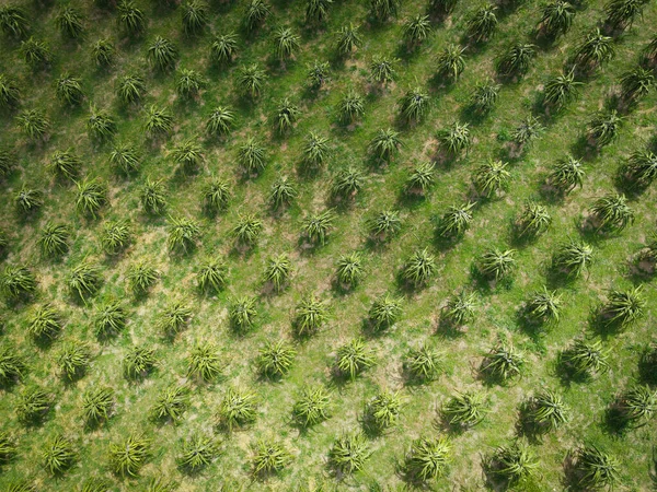Вид Воздуха Дракон Фруктово Зеленые Поля Природные Сельскохозяйственные Фермы Фон — стоковое фото