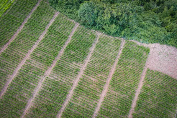 Luftaufnahme Des Gepflügten Feldes Grüne Natur Landwirtschaftlicher Bauernhof Hintergrund Von — Stockfoto