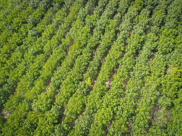 Vista Aérea Bosque Árbol Caucho Hojas Ambiente Bosque Naturaleza Fondo — Foto de Stock