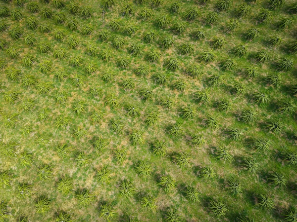 Luftaufnahme Der Drachenfrucht Grüne Felder Natur Landwirtschaftlichen Bauernhof Hintergrund Draufsicht — Stockfoto