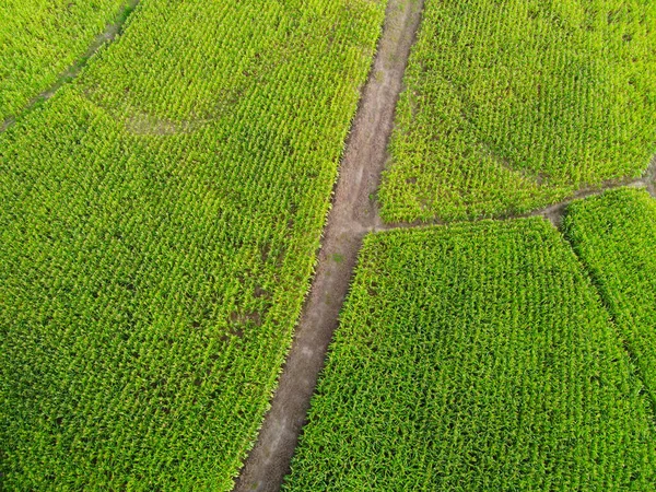 Vista Aérea Campo Naturaleza Agricultura Granja Fondo Vista Superior Campo — Foto de Stock