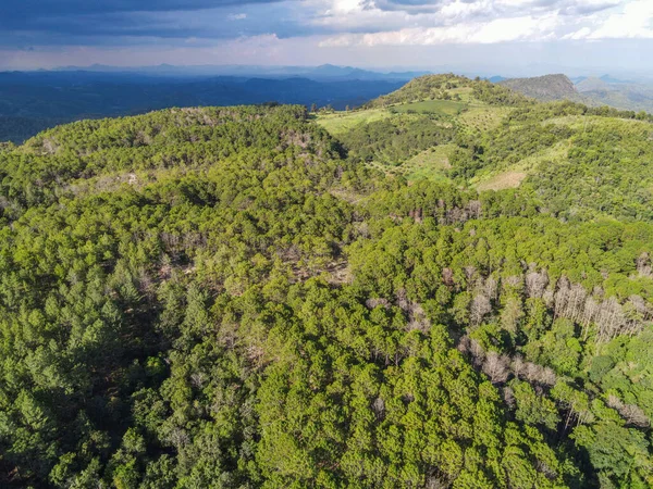 Aerial View Forest Tree Environment Forest Nature Background Texture Green — Stock Photo, Image