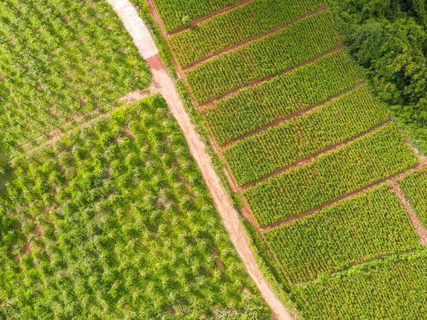 Смешанная Плантация Воздушный Вид Вспаханное Поле Зеленой Природы Сельскохозяйственной Фермы — стоковое фото