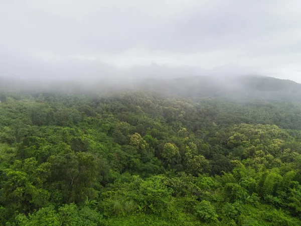 Aerial View Forest Tree Environment Nature Background Mist Green Forest — Stock Photo, Image