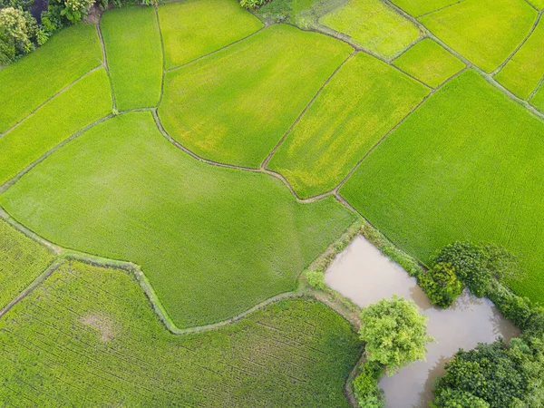 緑の田んぼの空中ビュー自然農業の農場の背景 緑と水の池で異なる作物のパスウェイ農業小包と上からのトップビューの水田 鳥の目のビュー — ストック写真