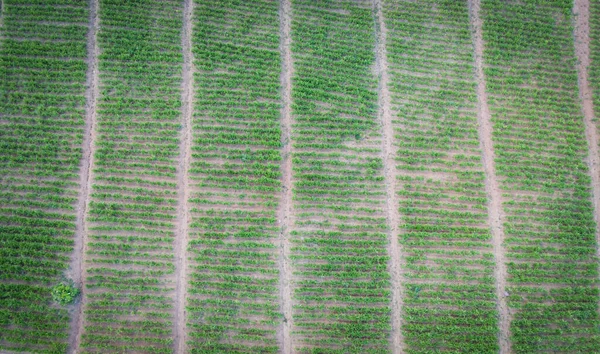 Luftaufnahme Des Gepflügten Feldes Grüne Natur Landwirtschaftlicher Bauernhof Hintergrund Von — Stockfoto