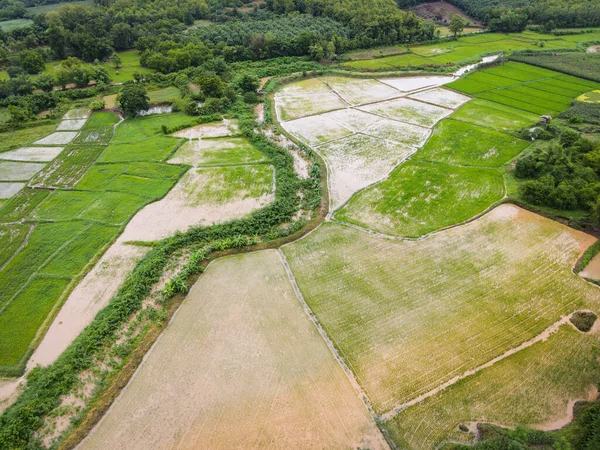 Luftaufnahme Der Grünen Reisfelder Natur Landwirtschaftlichen Bauernhof Hintergrund Draufsicht Reisfeld — Stockfoto