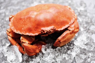 Buzda taze yengeç, deniz ürünleri, haşlanmış kırmızı yengeç ya da kaynamış taş yengeç.