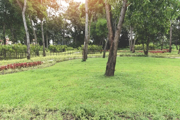 Parco Albero Mattino Con Sentiero Sentiero Con Pianta Verde Albero — Foto Stock