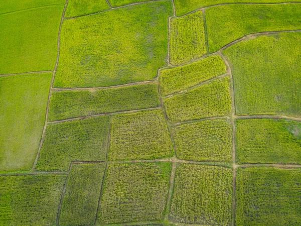Вид Сверху Рисовое Поле Дорожками Культурными Участками Разных Видов Зеленом — стоковое фото