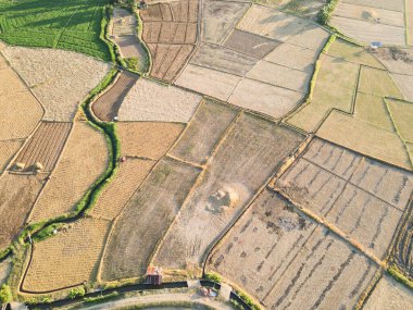 Tayland 'da pirinç tarlaları hasat ediliyor.