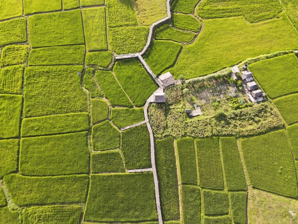 Indah Hijau Sawah Dari Drone Stok Gambar