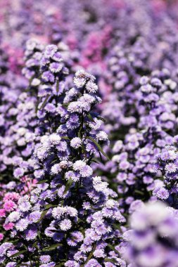 Güzel sabah çiçekleri Bahçede Margaret çiçek açıyor