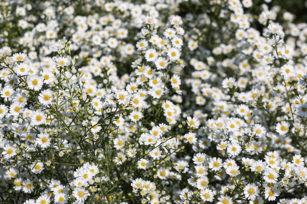Beautiful Morning Flowers Daisies Garden Blooming — Stock Photo, Image
