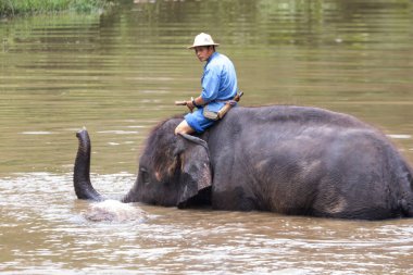 Tayland 'ın koruma merkezinde Asya fil türleri